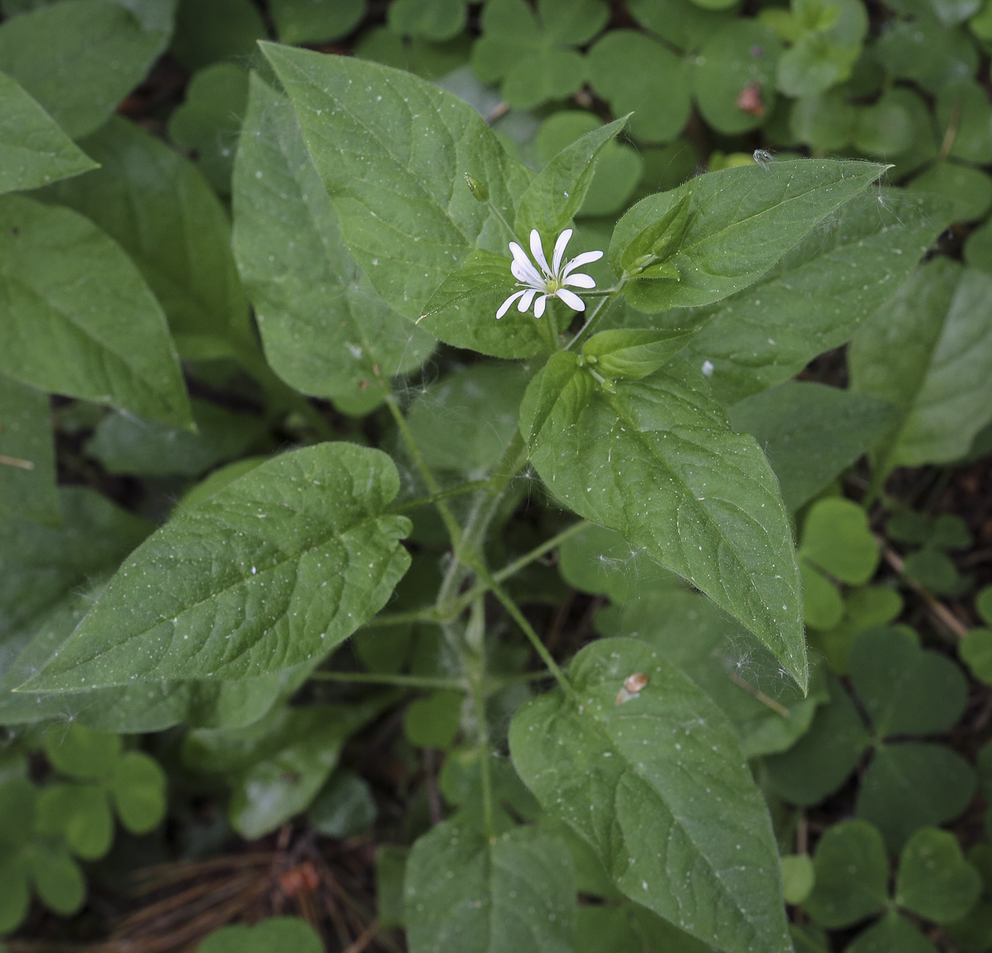 Image of Stellaria nemorum specimen.