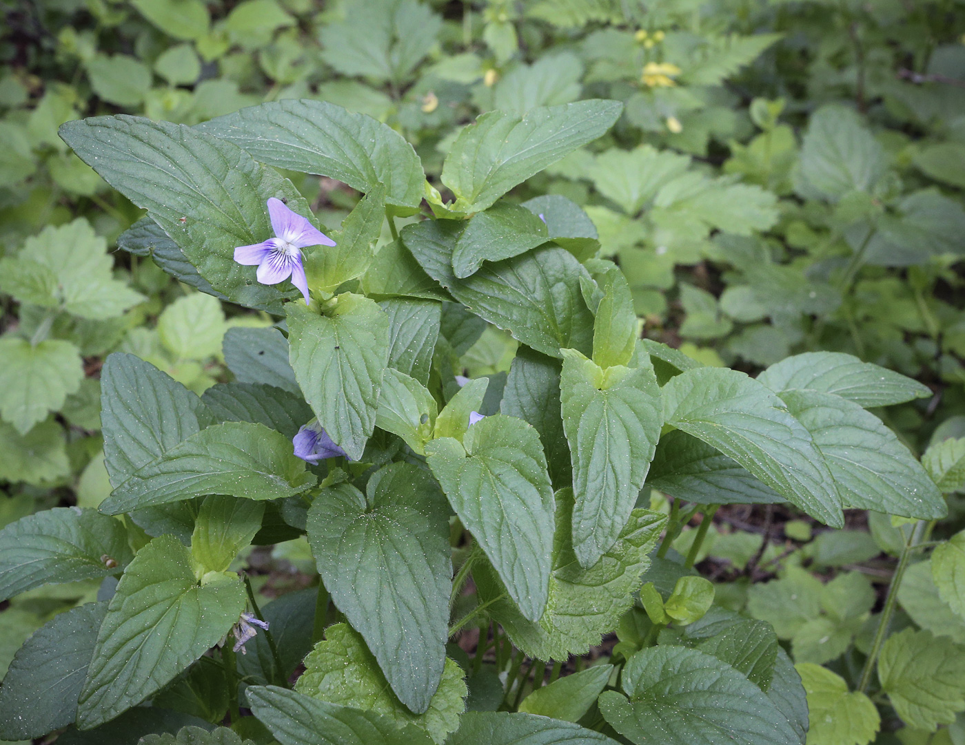 Image of Viola canina specimen.