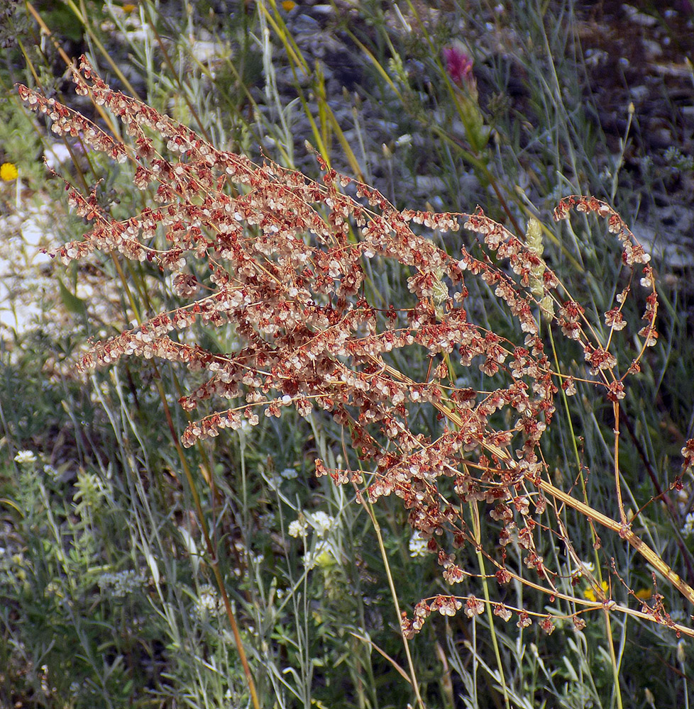 Изображение особи Rumex tuberosus.