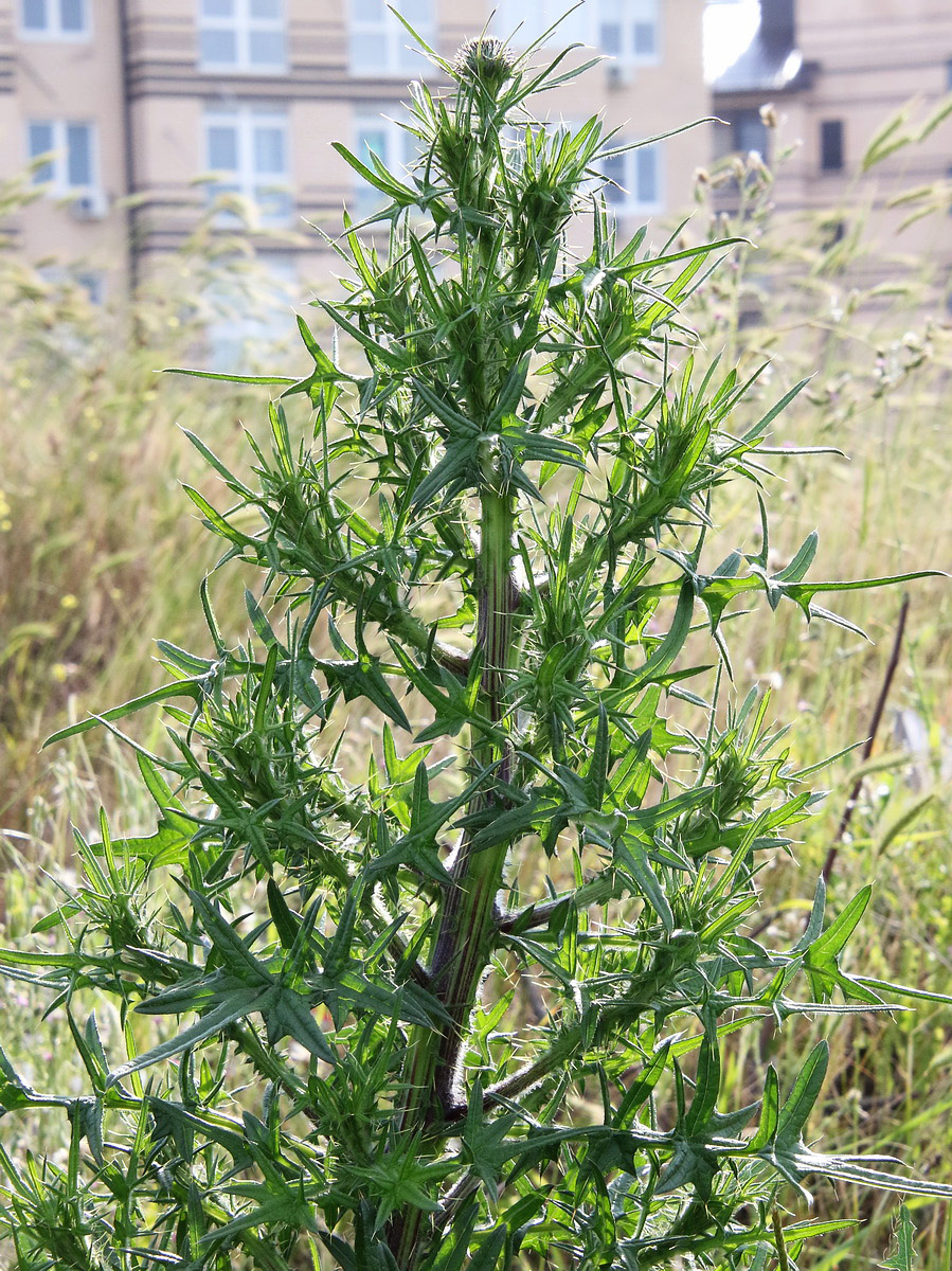 Изображение особи Cirsium vulgare.