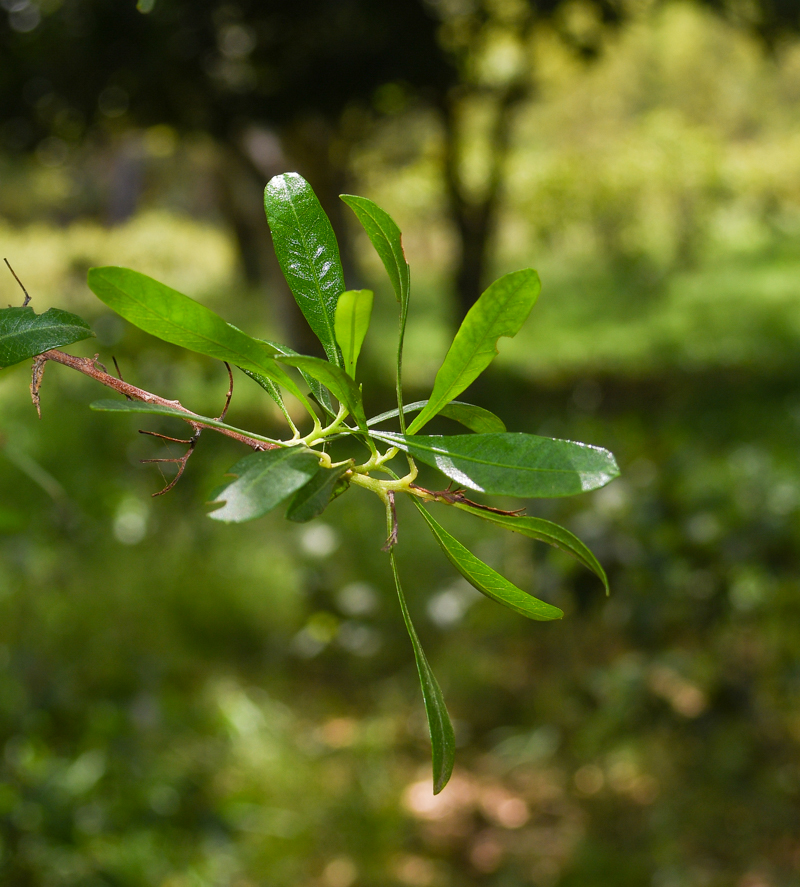 Image of Dodonaea viscosa specimen.