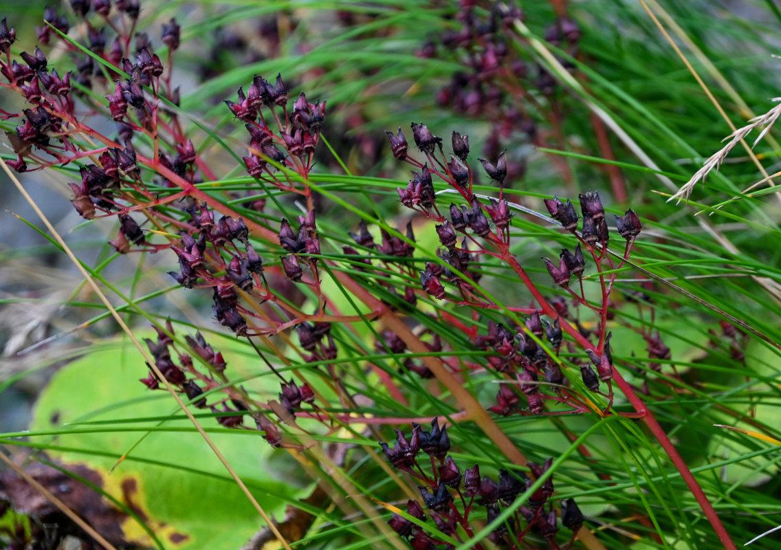 Изображение особи Micranthes purpurascens.