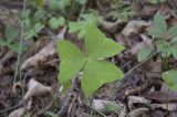 Oxalis obtriangulata