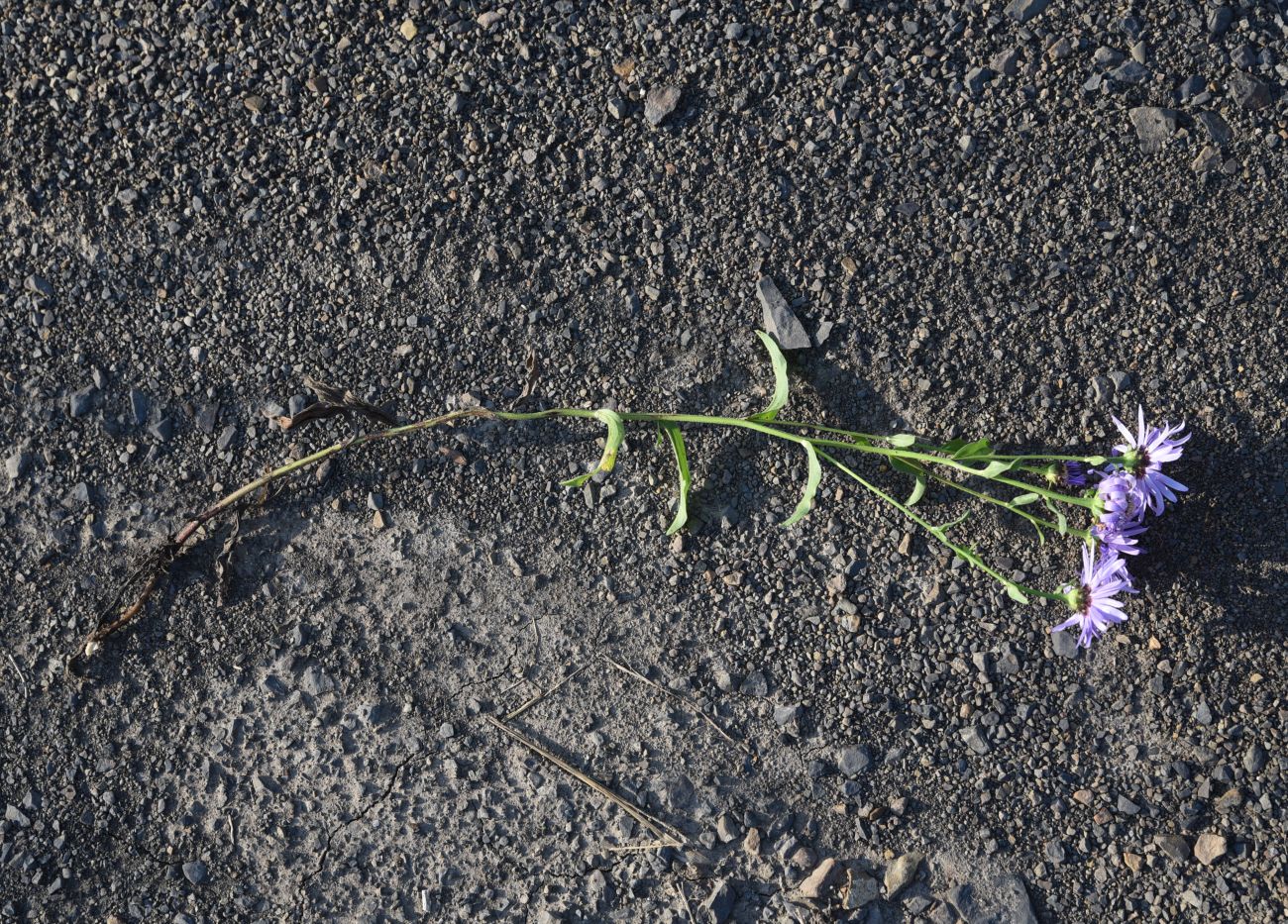 Image of Aster bessarabicus specimen.