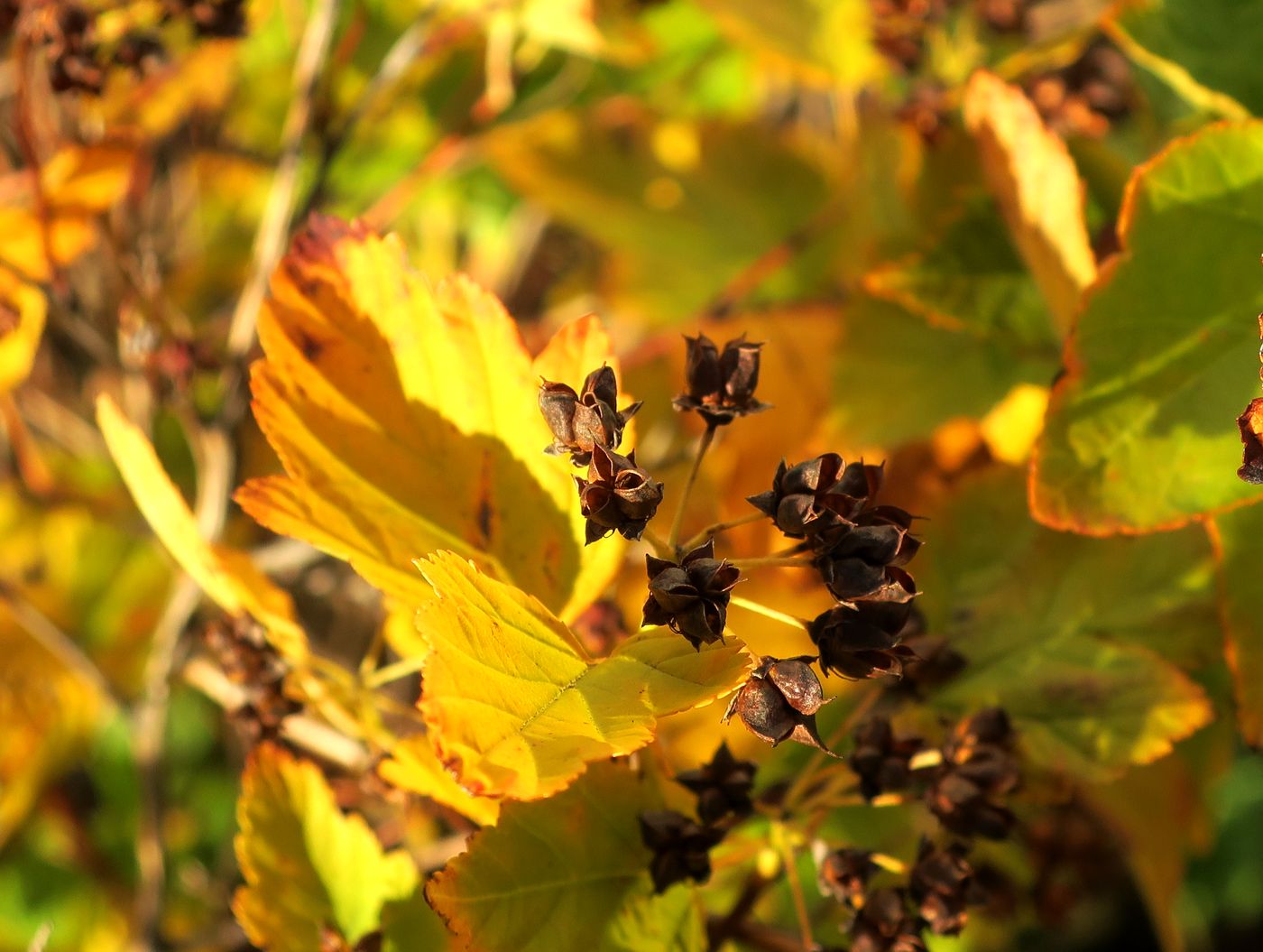 Image of Physocarpus opulifolius specimen.