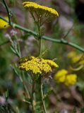 Achillea arabica. Верхушки побегов с соцветиями. Армения, обл. Арагацотн, окр. с. Агарак, ≈ 1000 м н.у.м., сухой склон. 20.06.2022.