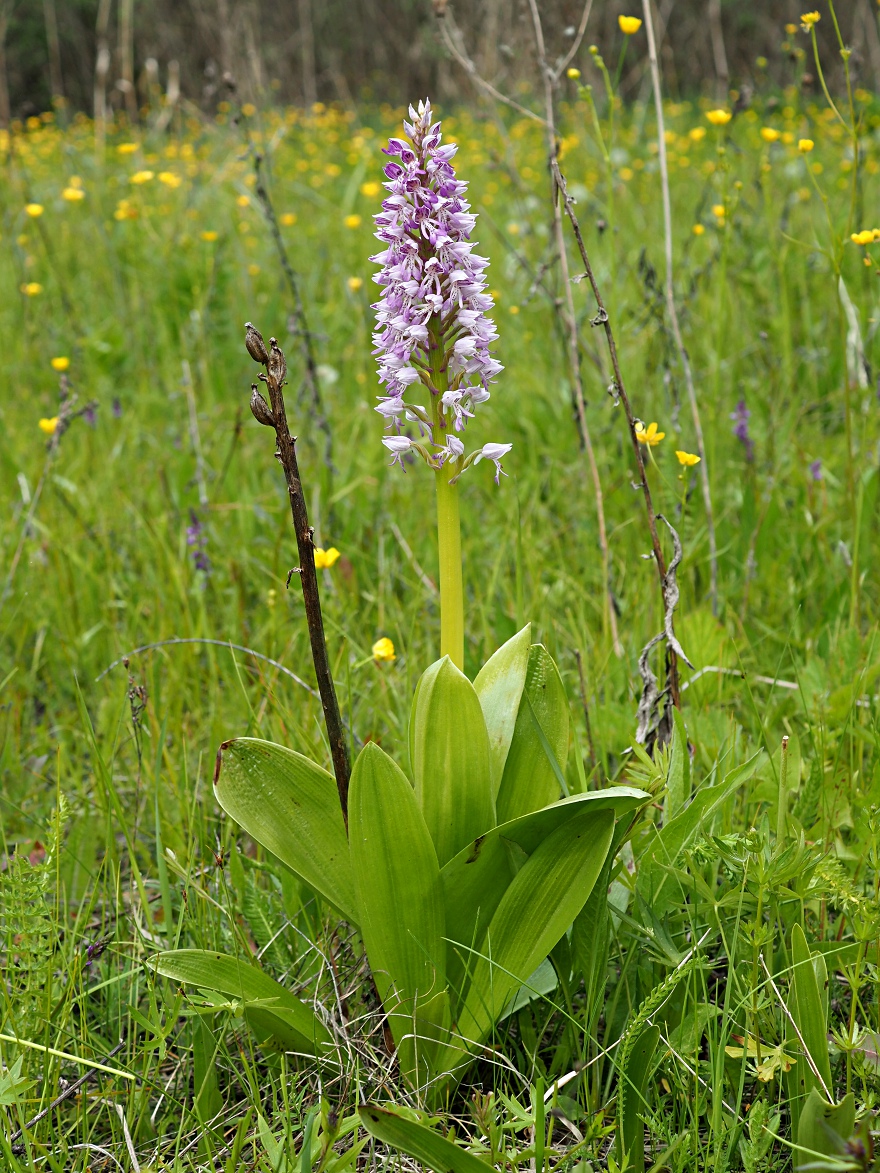 Изображение особи Orchis militaris.