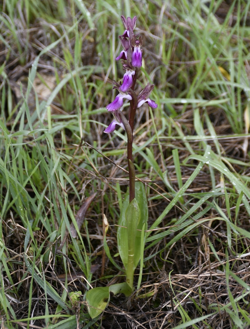 Image of Anacamptis collina specimen.