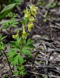 Corydalis bracteata. Цветущее растение. Хакасия, Орджоникидзевский р-н, верховья р. Правая Сарала, опушка смешанного леса. 08.06.2022.