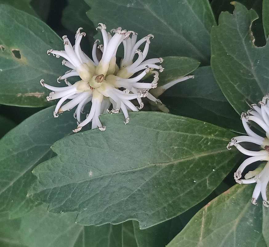 Image of Pachysandra terminalis specimen.