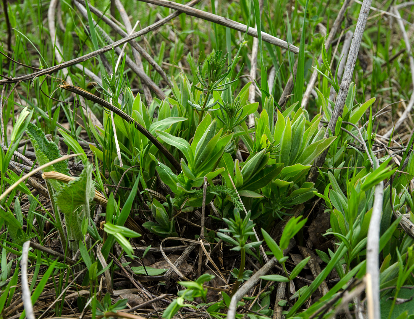 Image of genus Euphorbia specimen.