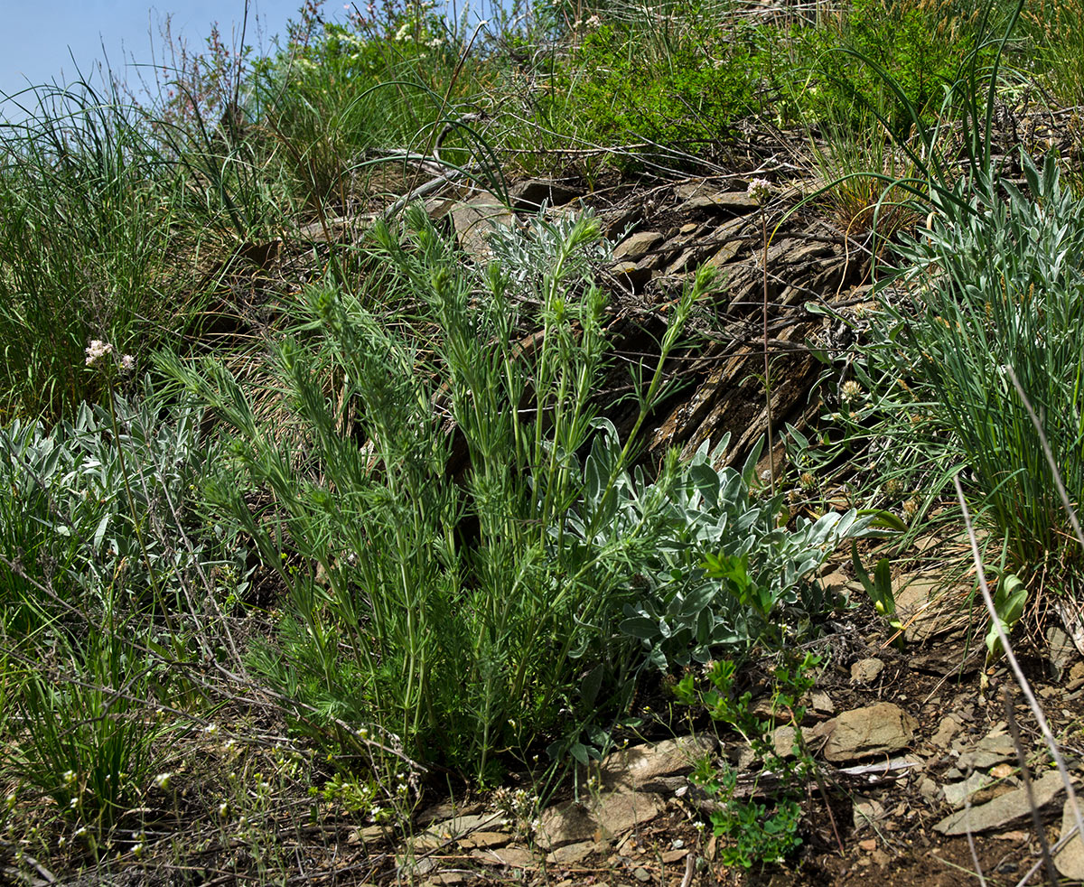 Изображение особи Galium tomentellum.