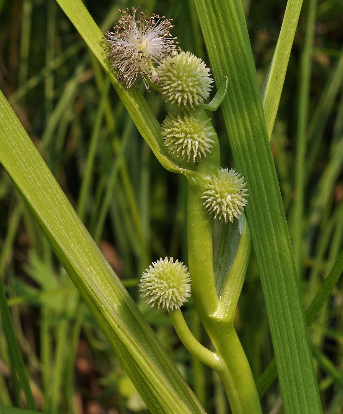 Изображение особи Sparganium glomeratum.