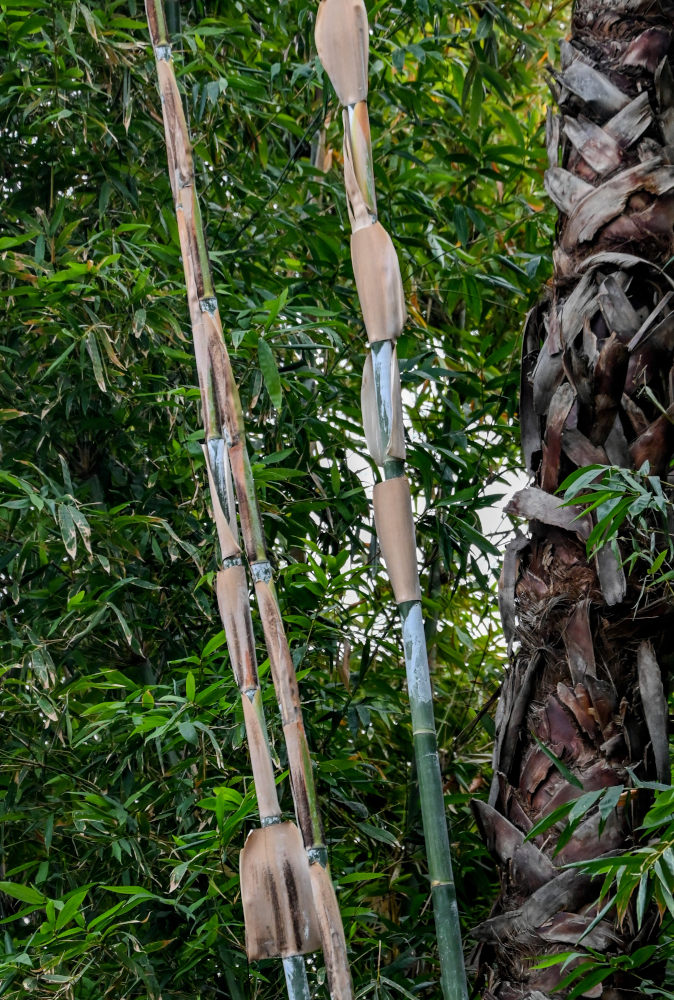 Изображение особи Phyllostachys pubescens.