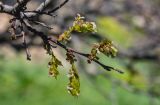 Celtis glabrata. Верхушка ветви с соцветиями и распускающимися листьями. Крым, Караларский природный парк, бухта Шелковица, каменистый склон, у подножия скалы. 08.05.2021.