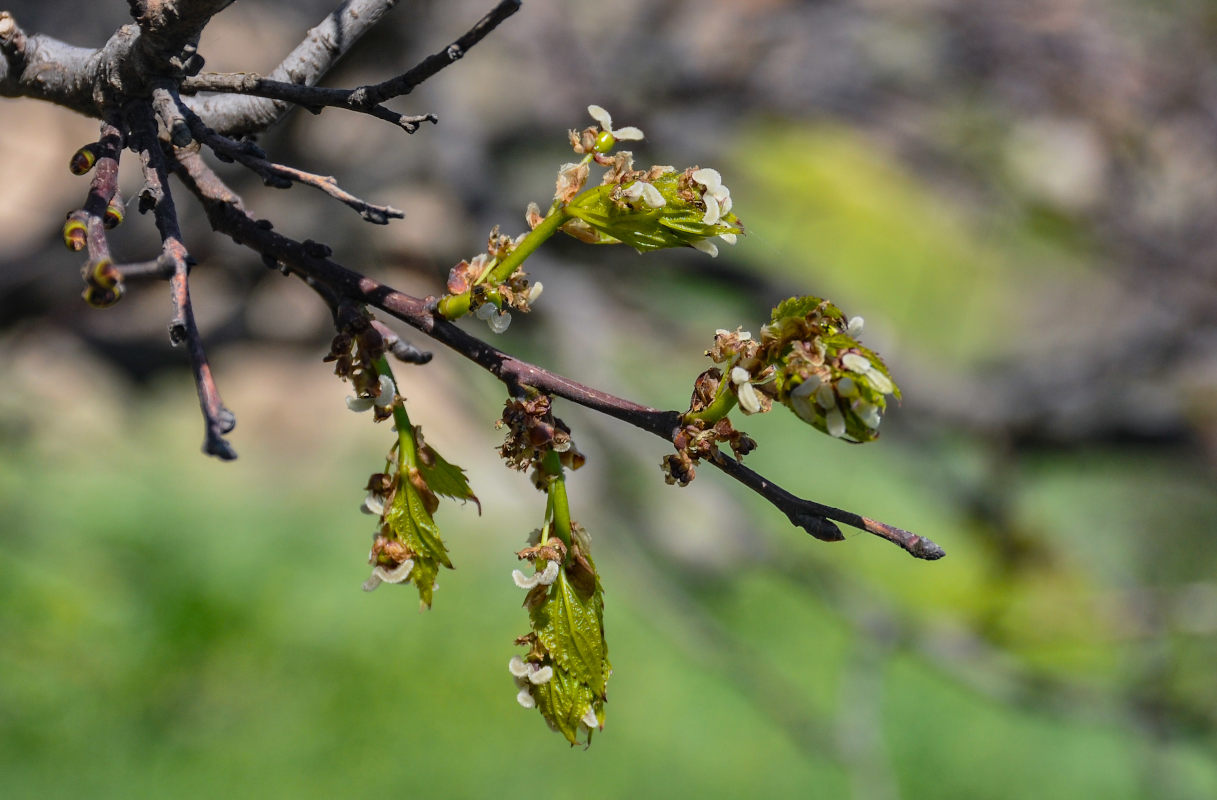 Image of Celtis glabrata specimen.