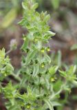 Sideritis montana