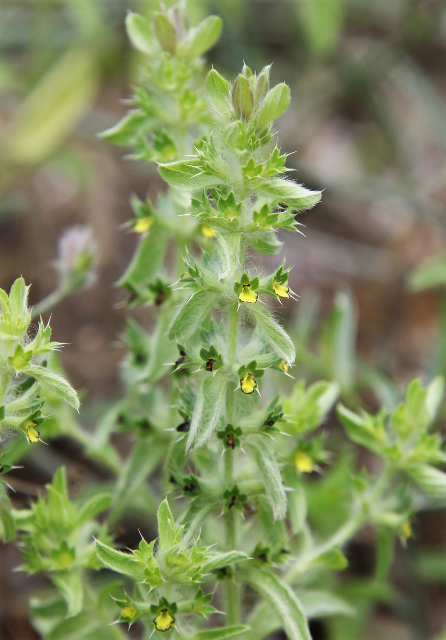 Image of Sideritis montana specimen.