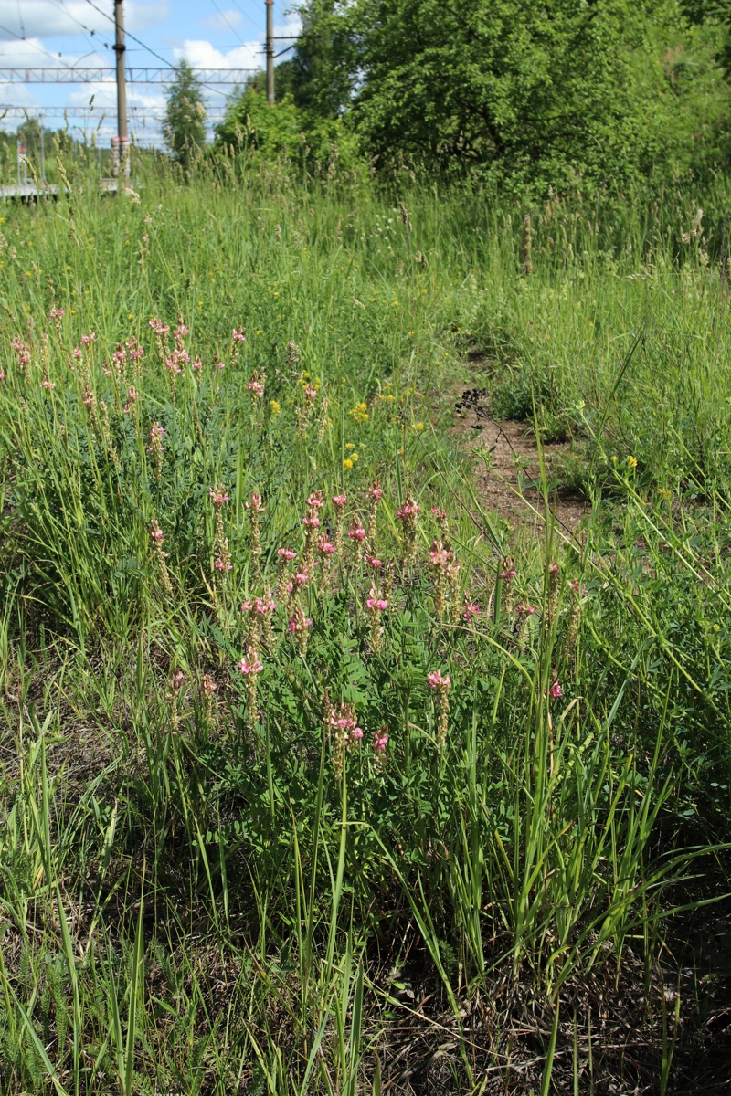 Изображение особи Onobrychis arenaria.