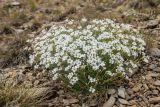 Minuartia circassica. Цветущие растения. Карачаево-Черкесия, Урупский р-н, хр. Абишира-Ахуба, окр. пер. Чилик, ≈ 2800 м н.у.м., каменистая осыпь. 10.08.2024.