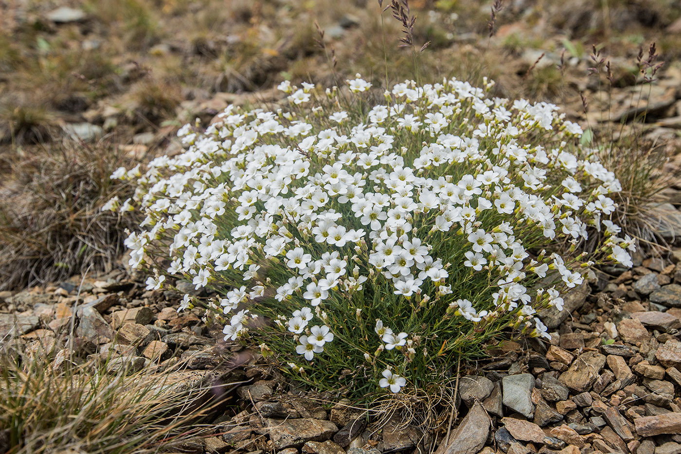 Image of Minuartia circassica specimen.