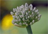 Allium cepa