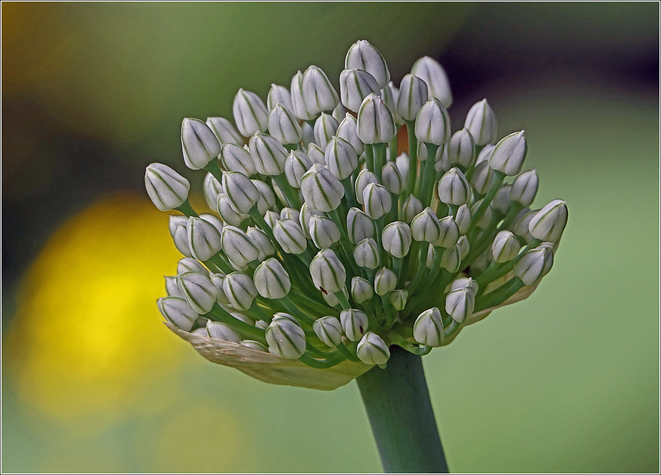 Image of genus Allium specimen.