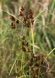 Cyperus glomeratus