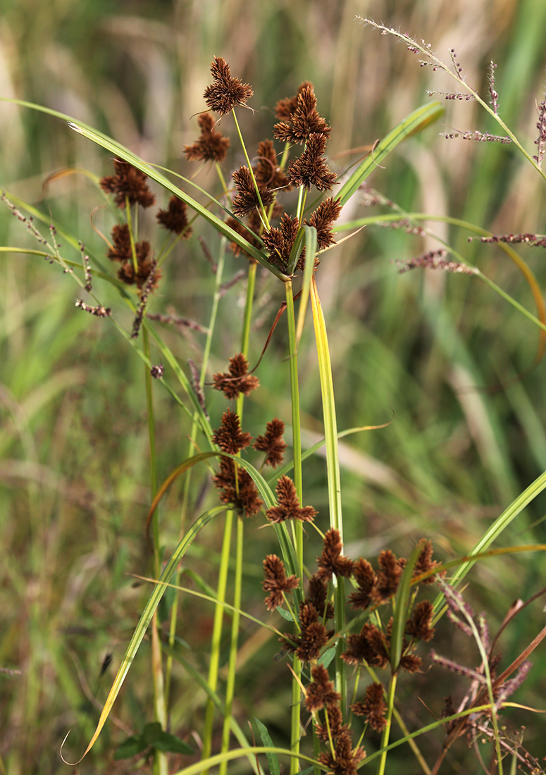 Изображение особи Cyperus glomeratus.