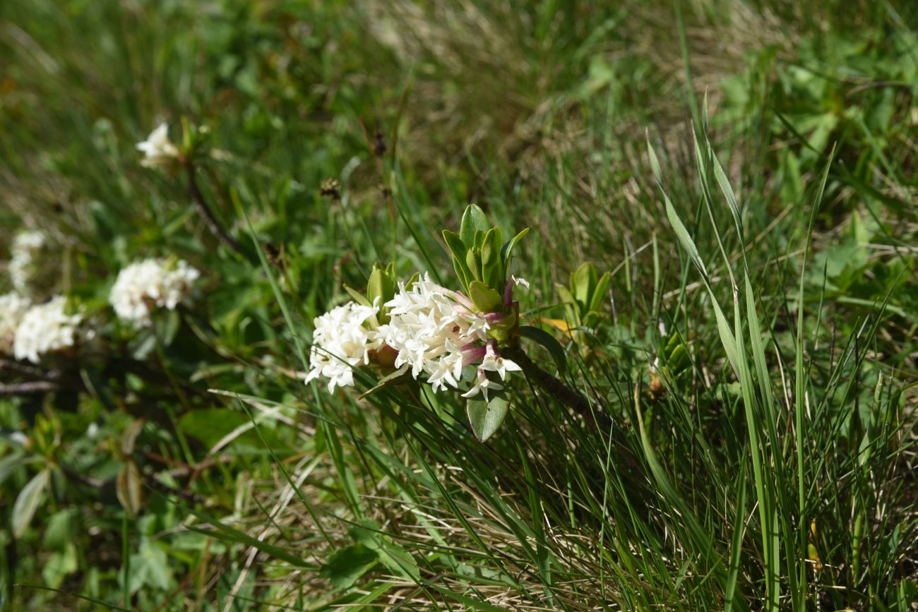 Image of genus Daphne specimen.