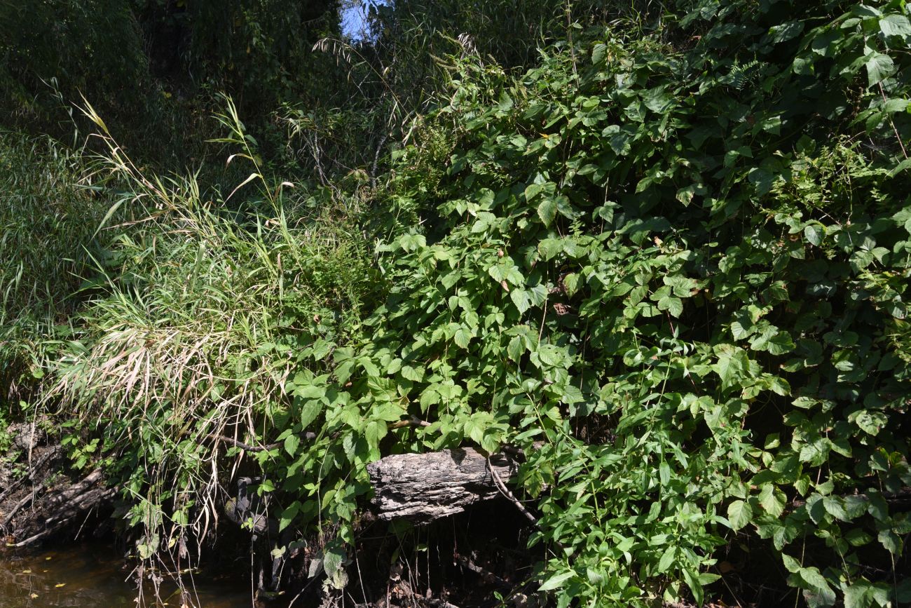 Image of genus Rubus specimen.