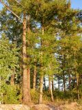 Larix gmelinii. Средневозрастные деревья. Читинская обл., 70 км С-З Читы, берег оз. Большой Ундугун. 9 августа 2006 г.