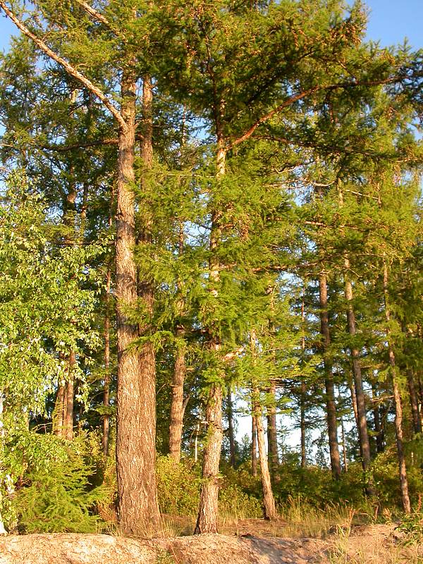 Image of Larix gmelinii specimen.