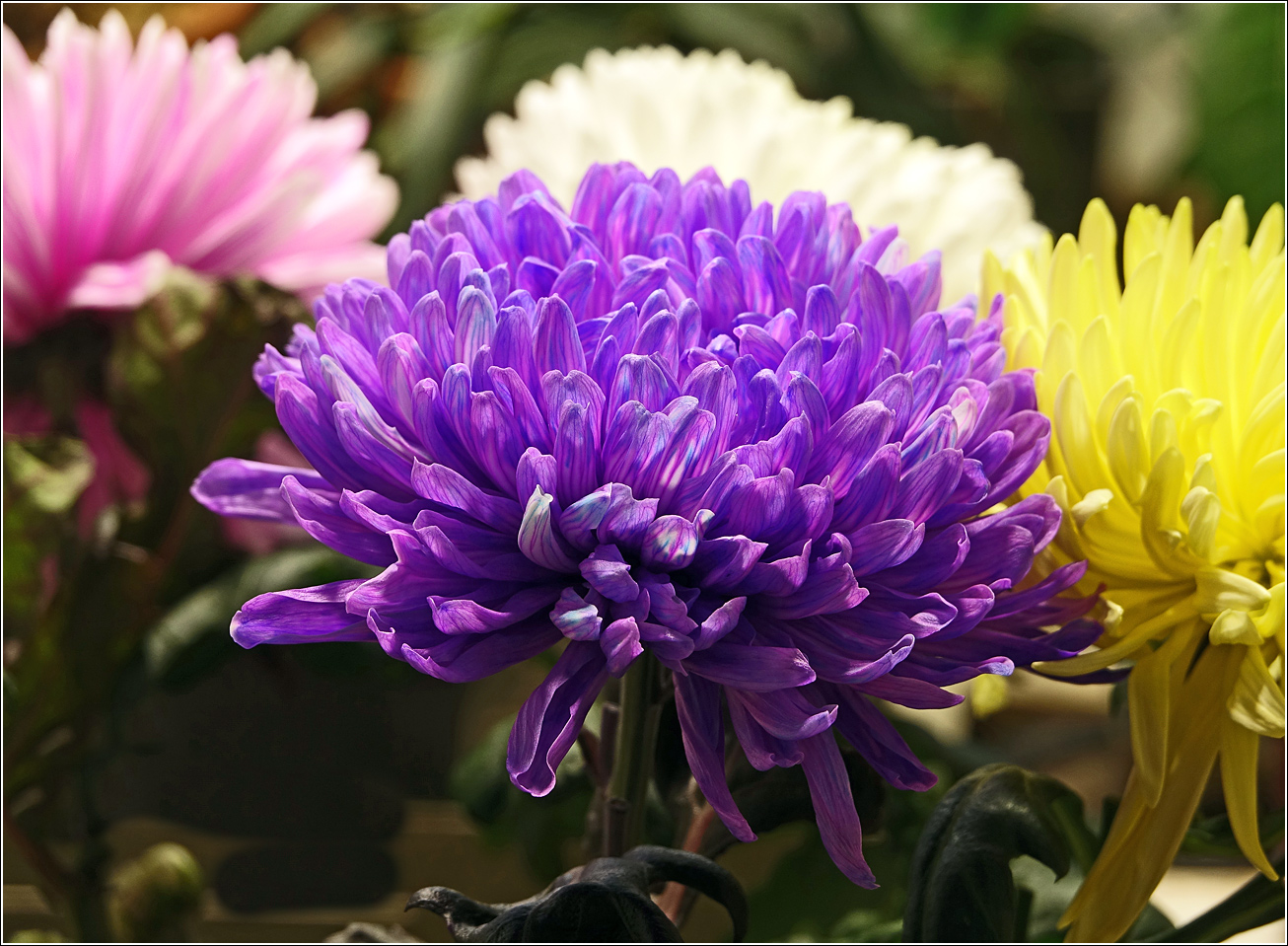 Image of Chrysanthemum indicum specimen.