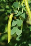 Caragana arborescens. Плод и лист. Ленинградская обл., Волосовский р-н, окр. дер. Пятая Гора у развалин церкви, опушка заброшенного парка. 22.06.2024.