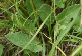 Campanula rapunculoides. Листья. Чечня, Шаройский р-н, 2 км к востоку от ур. Хиндушты, 1 км на юго-запад от Сигнальной горы, выс. 2170 м н.у.м., луг. 1 июля 2024 г.