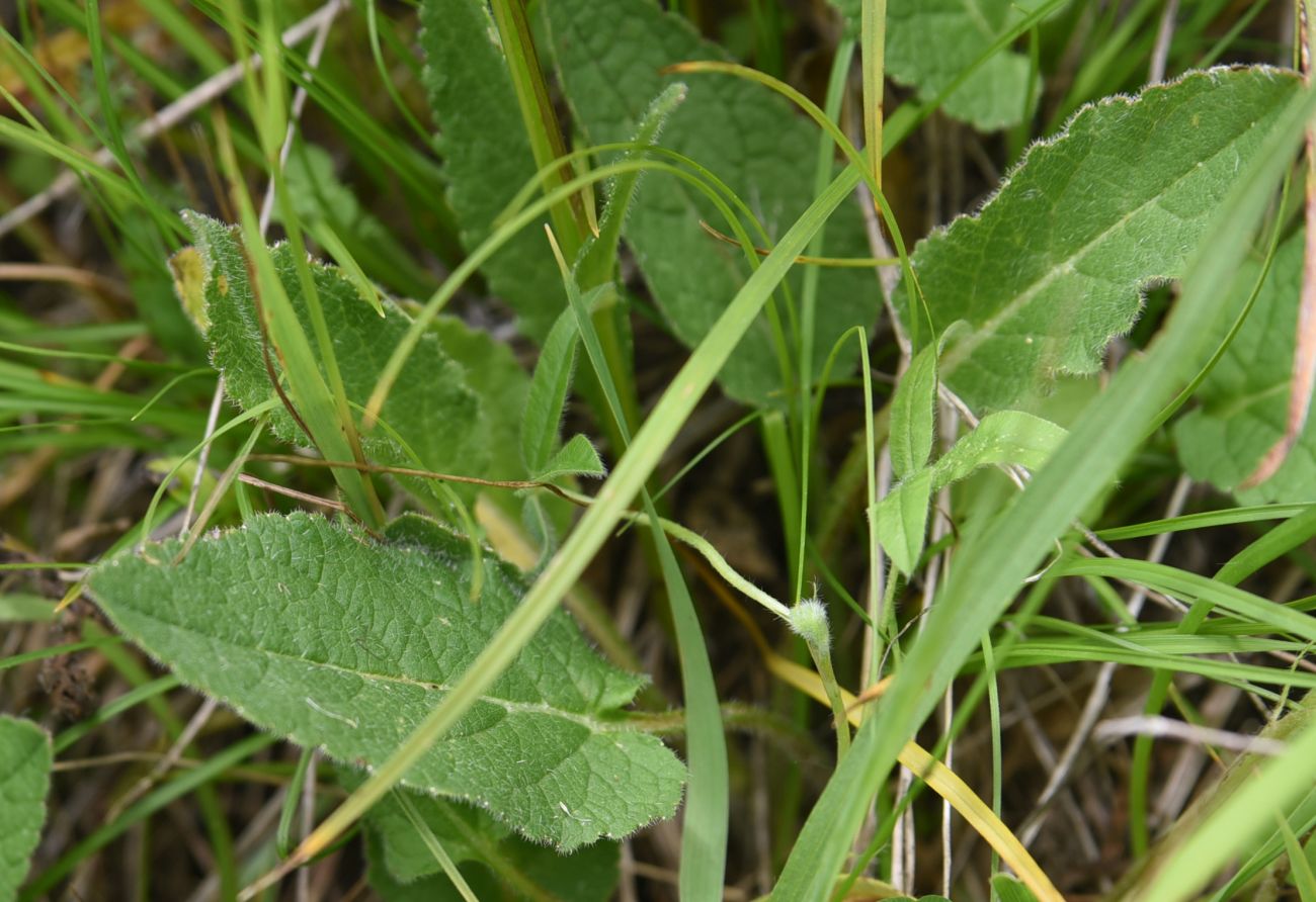 Изображение особи Campanula rapunculoides.