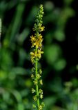 Agrimonia eupatoria. Соцветие с цветками и бутонами. Вологодская обл., Кирилловский р-н, окр. с. Горицы, гора Маура, луговой склон. 12.07.2024.