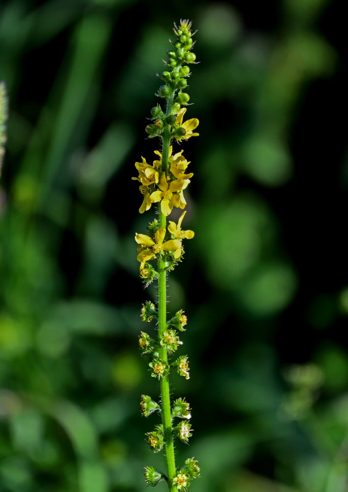 Image of Agrimonia eupatoria specimen.