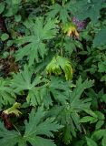 Aconitum septentrionale