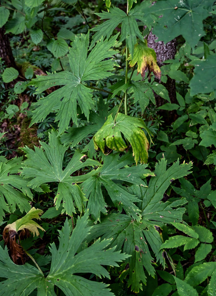 Изображение особи Aconitum septentrionale.