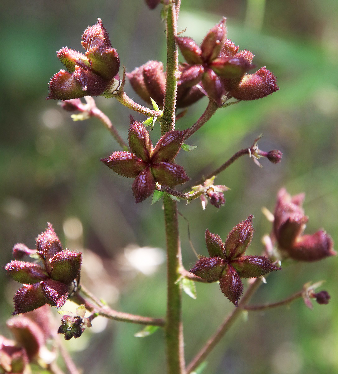 Изображение особи Dictamnus caucasicus.