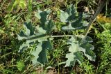 Heracleum sibiricum