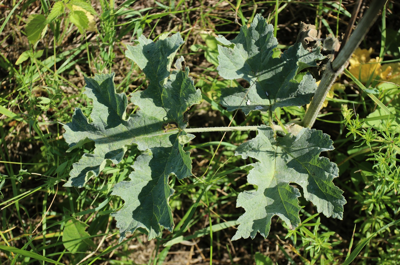 Изображение особи Heracleum sibiricum.