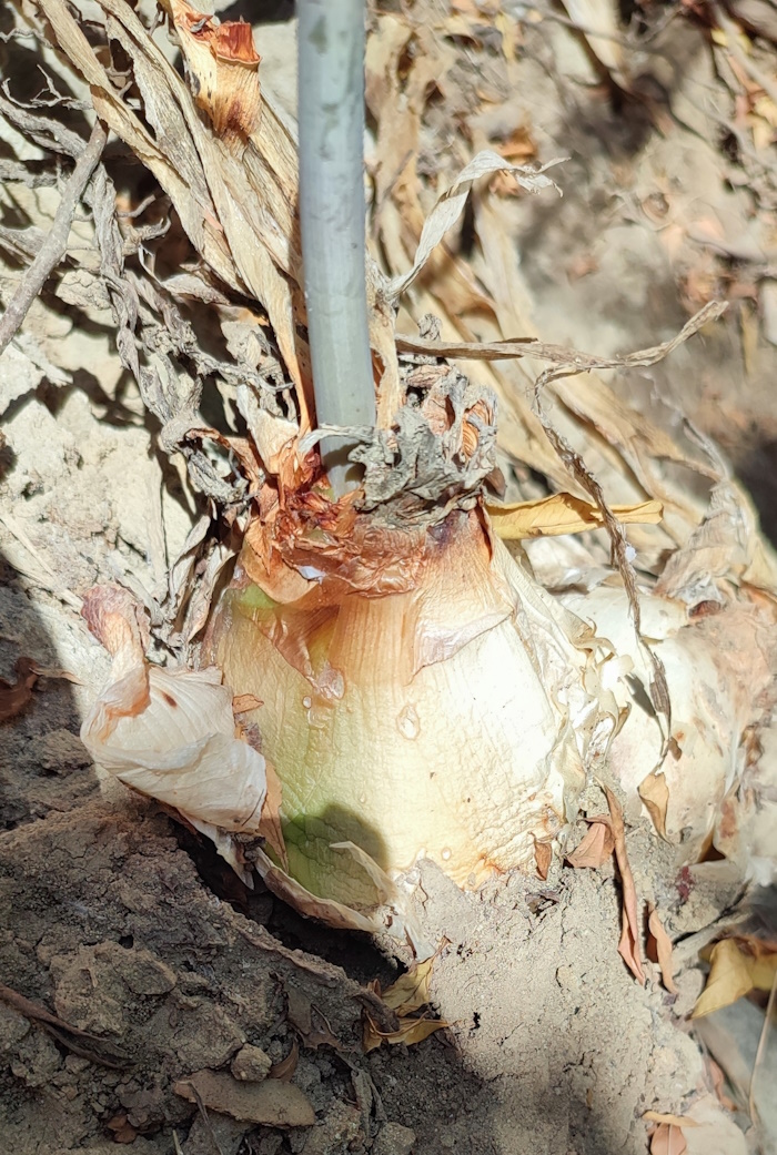 Image of Drimia aphylla specimen.