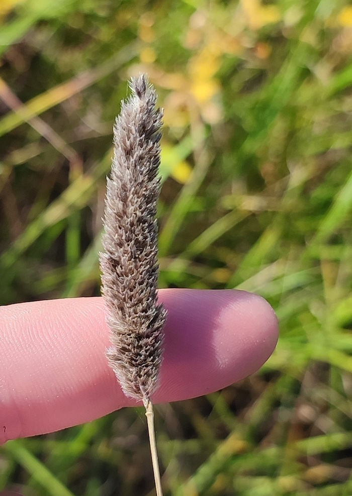 Изображение особи Alopecurus arundinaceus.