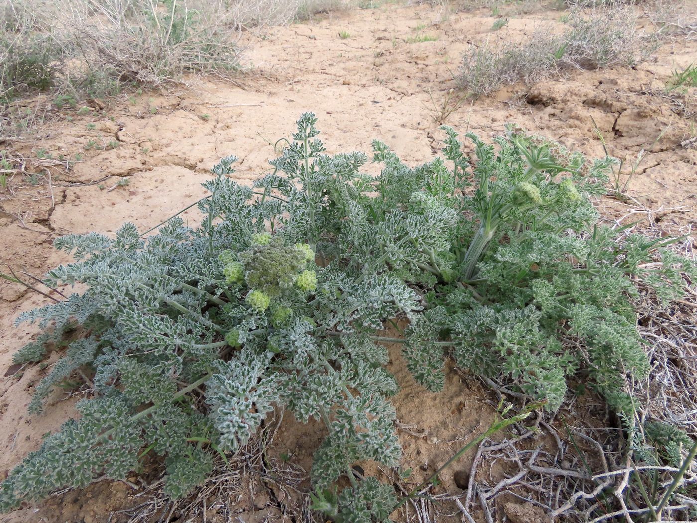 Изображение особи Zosima absinthifolia.