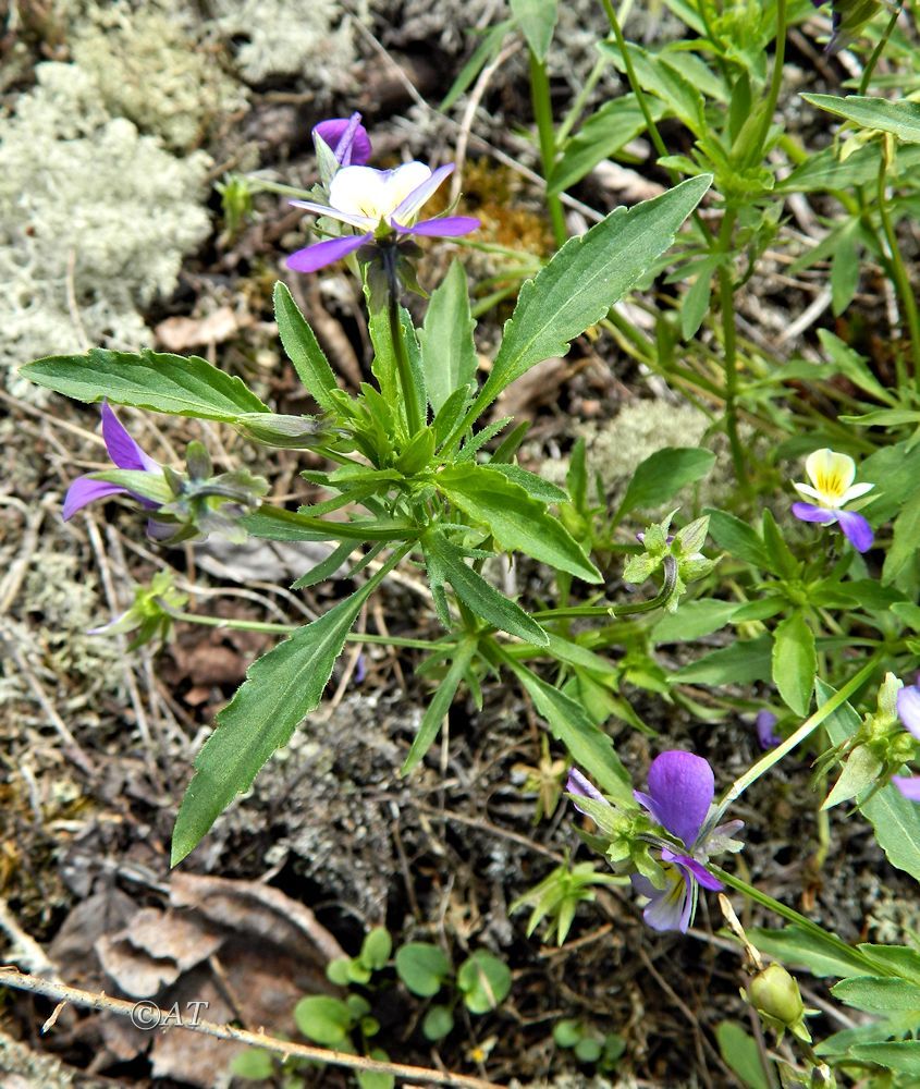 Изображение особи Viola tricolor.