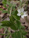 Смотреть изображение Moehringia lateriflora