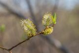 View full-size image Salix caprea
